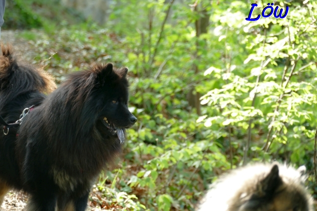 19.4.2025 - Waldpfad